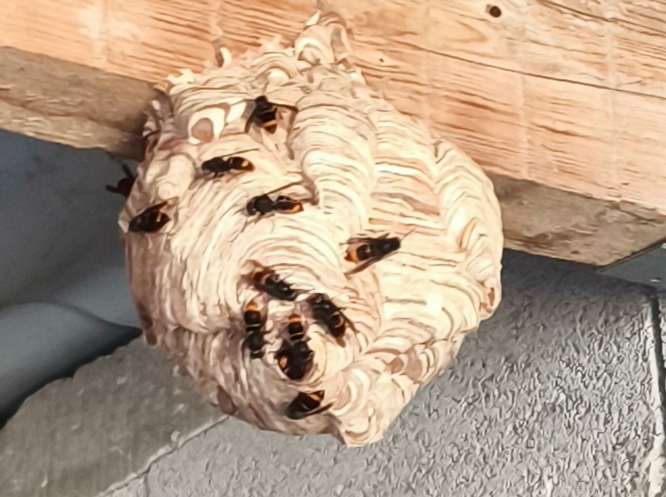 Destruction nids frelons guepes marguerittes 30320