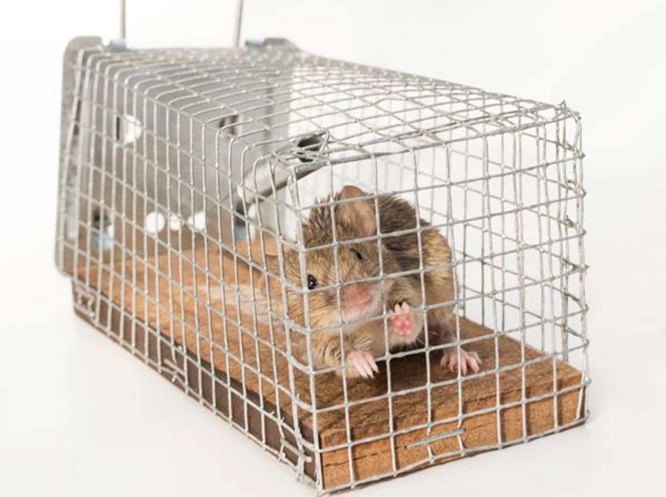 Deratisation à Poulx