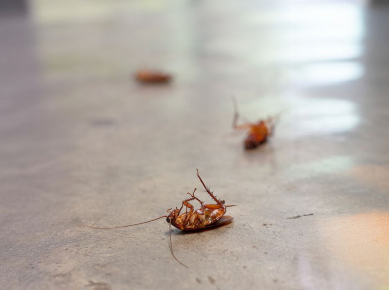 Desinsectisation à Poulx