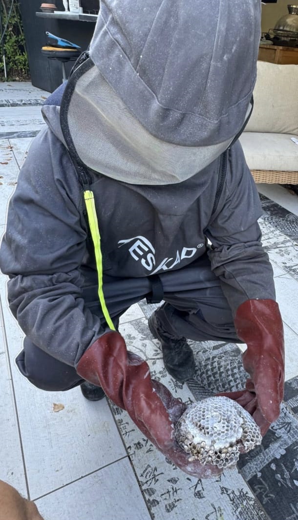 Combles ancien nid guepes vaucluse