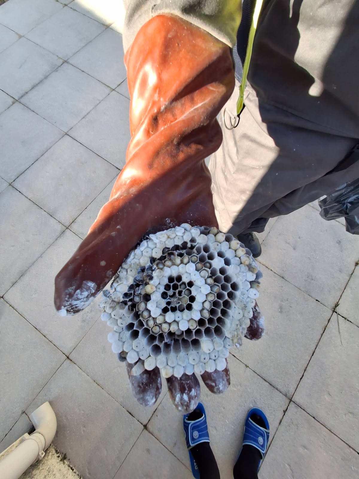 Destruction nid de guepes vaucluse