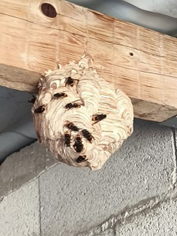 Destruction nid frelons marguerittes 30320