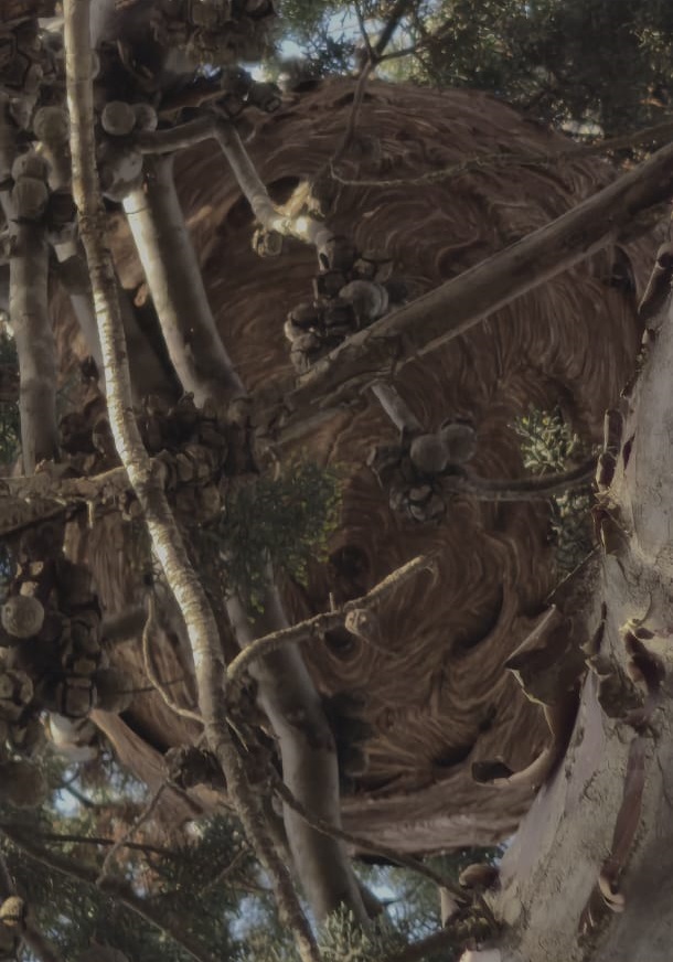 Destruction nid frelons professionnel avignon 84000