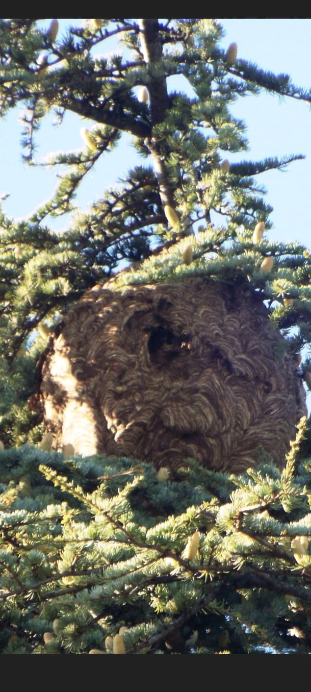 Gros nid frelons detruit tarascon 13150