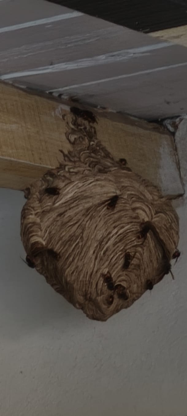 Gros nid frelons detruit toit bouches du rhone