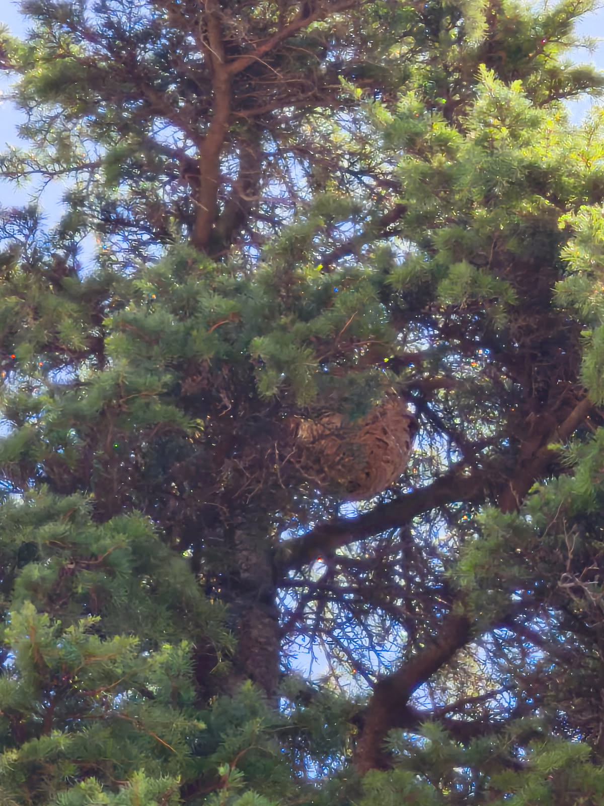 Intervention nid frelons vaucluse