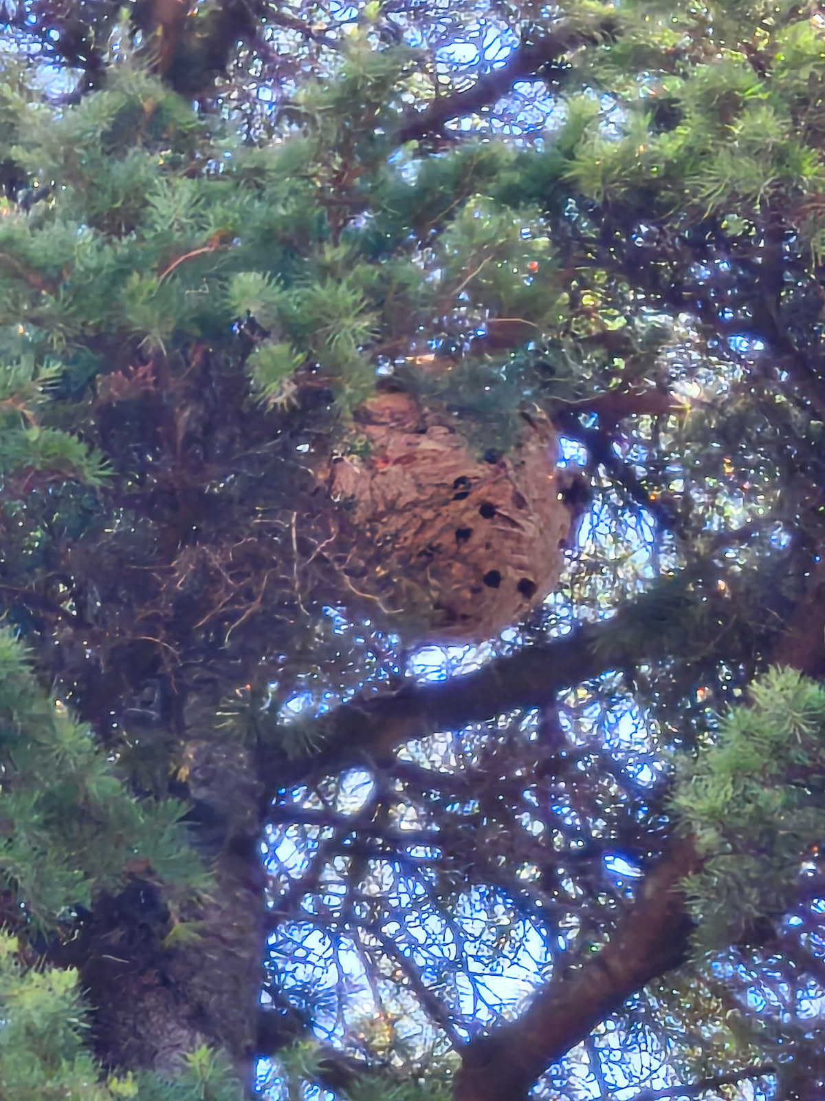 Intervention nid frelons vaucluse