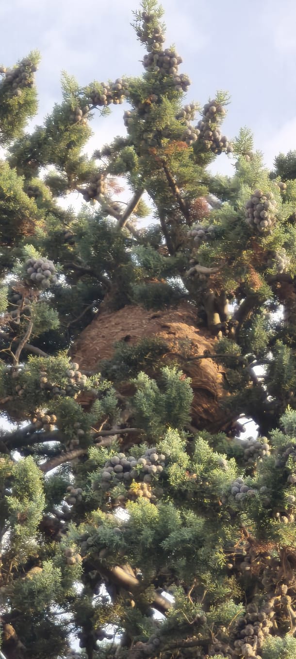 Nid frelons asiatiques alveoles nimes 30000