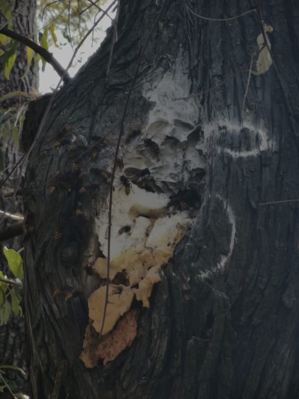 Nid frelons debris papier arles 13200