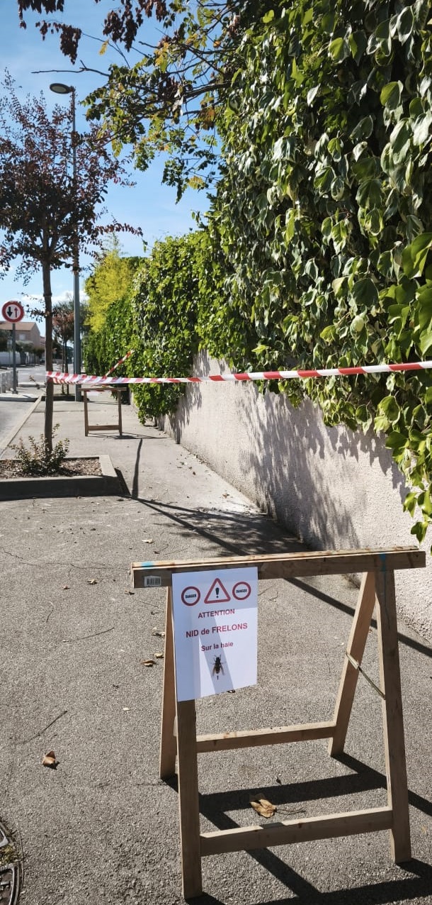 Nid frelons feuillage salon de provence 13300