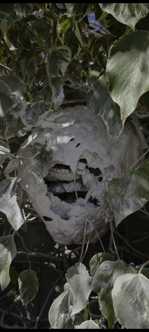 Nid frelons haie aix en provence 13100