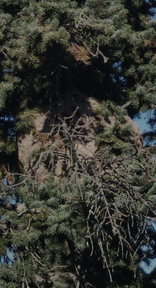 Nid frelons mur vegetalise uzes 30700