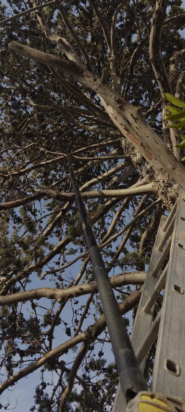 Nid frelons suspendu poutre marguerittes 30320