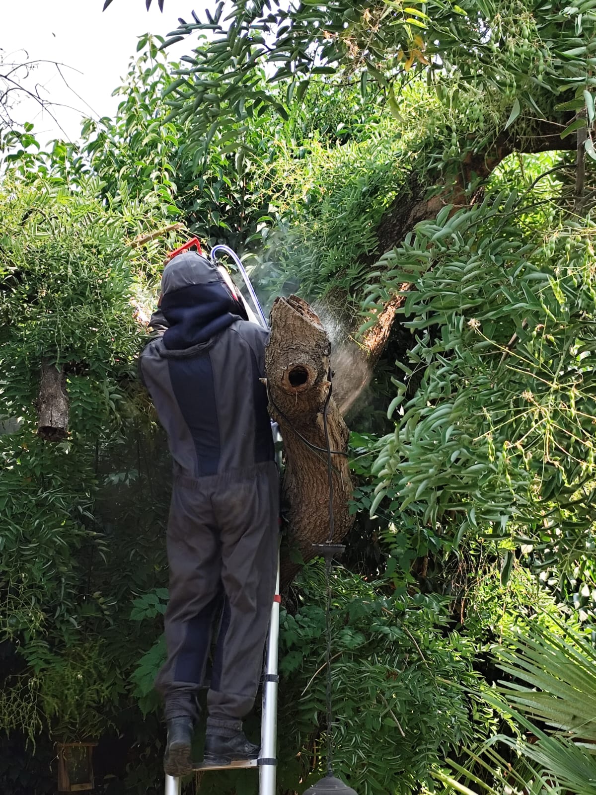 Nid frelons tronc arbre vaucluse