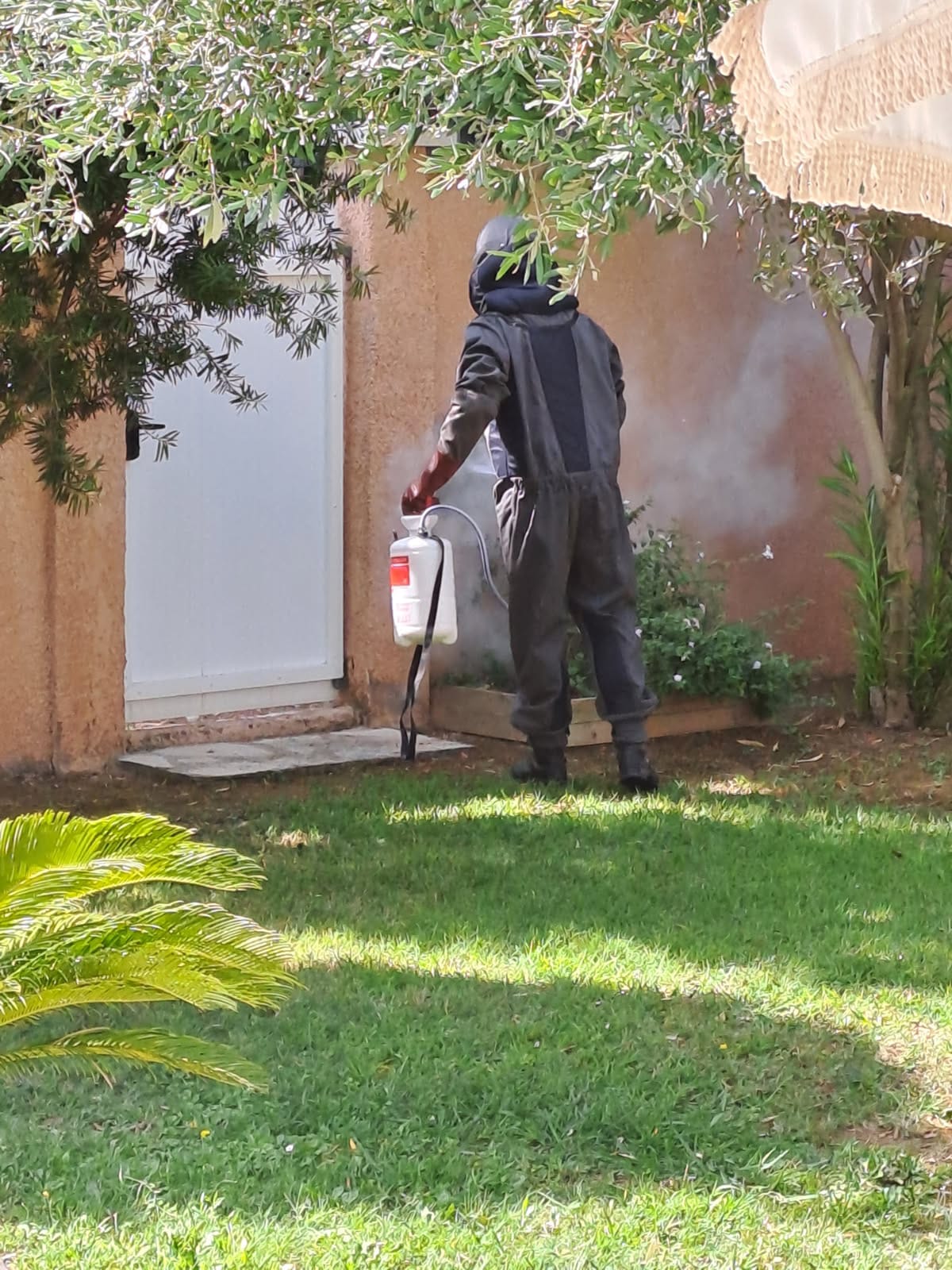 Nid frelons vaucluse