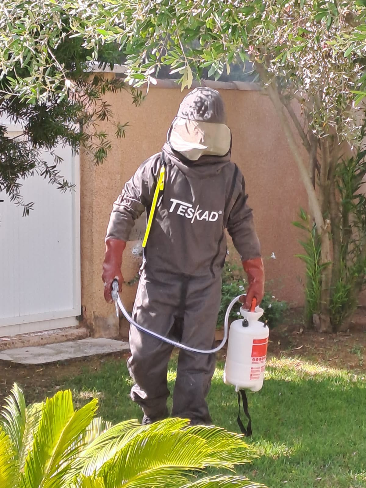 Nid frelons vaucluse