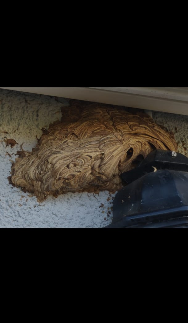 Nid frelons volumineux arbre carpentras 84200